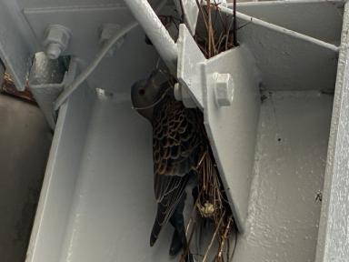 屋根裏で子育て中！？ほっこりだけじゃない注意点